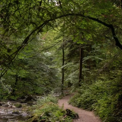 Black Forest