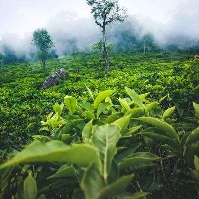Coonoor