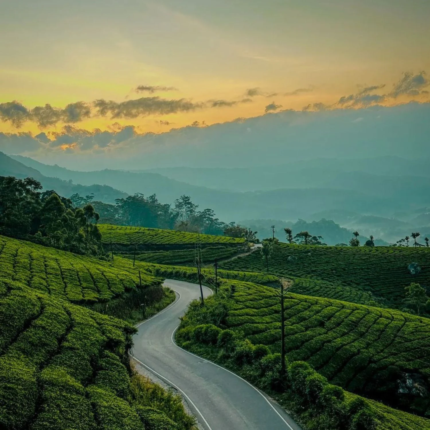 Munnar Local Sightseeing & Drive to Thekkady